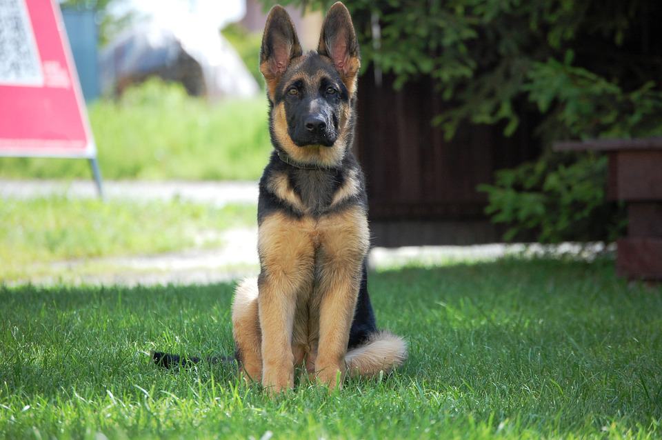 how much to feed a german shepherd puppy