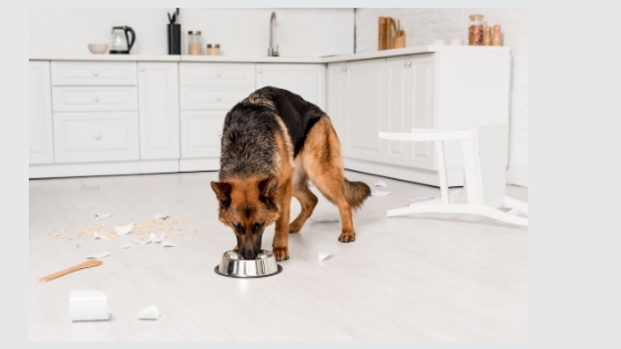 how much to feed german shepherd per day
