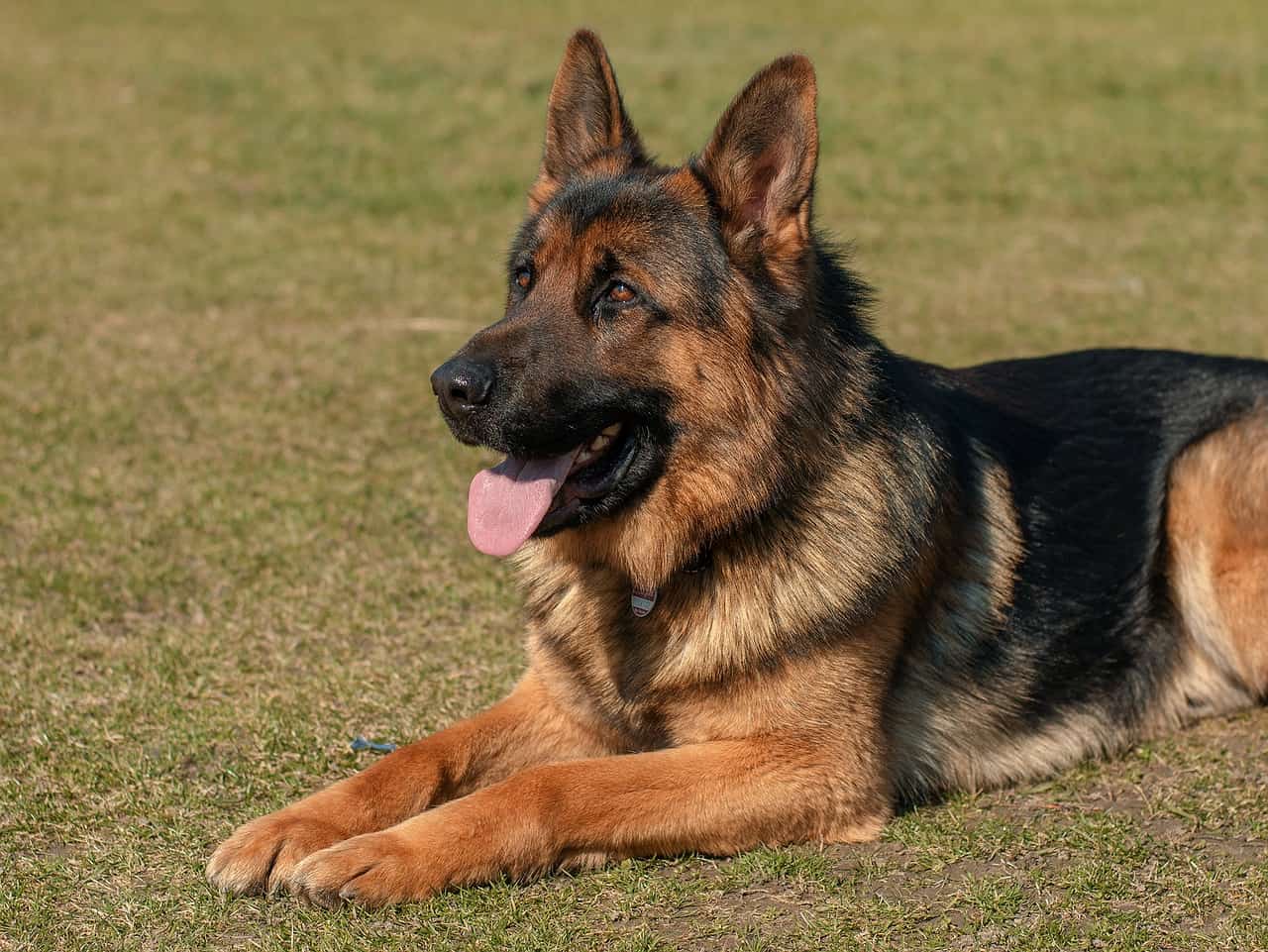 How to train a german shepherd to sit