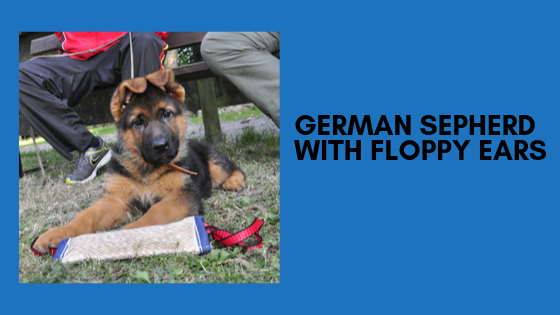 german shepherd floppy ears